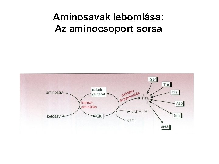 Aminosavak lebomlása: Az aminocsoport sorsa 