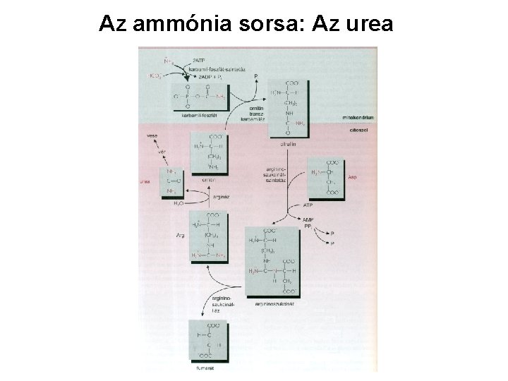 Az ammónia sorsa: Az urea 