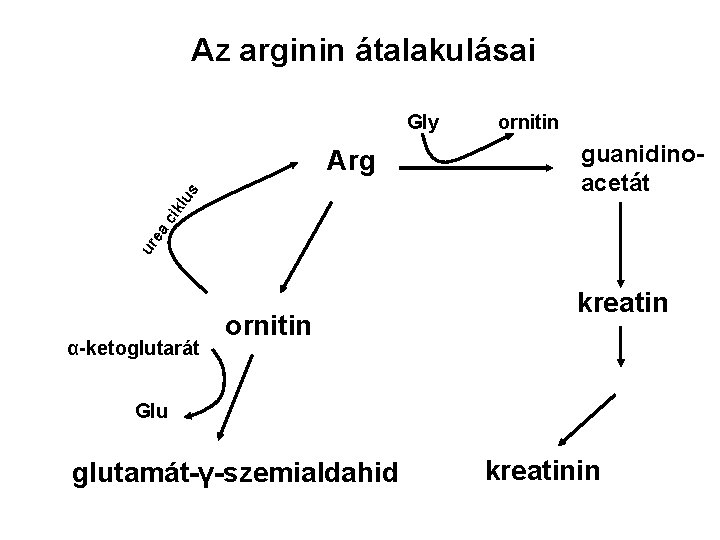 Az arginin átalakulásai Gly guanidinoacetát ur ea ci kl u s Arg ornitin α-ketoglutarát