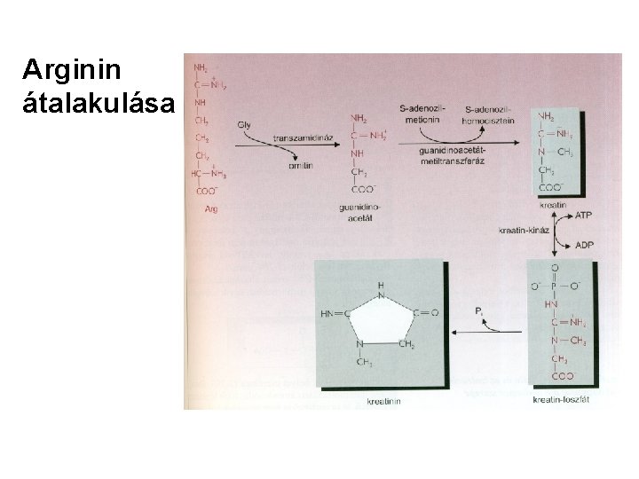 Arginin átalakulása 