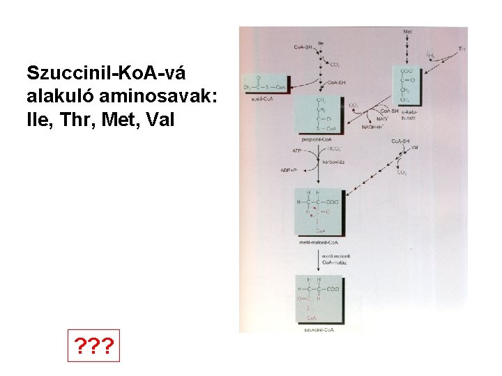 Szuccinil-Ko. A-vá alakuló aminosavak: Ile, Thr, Met, Val ? ? ? 