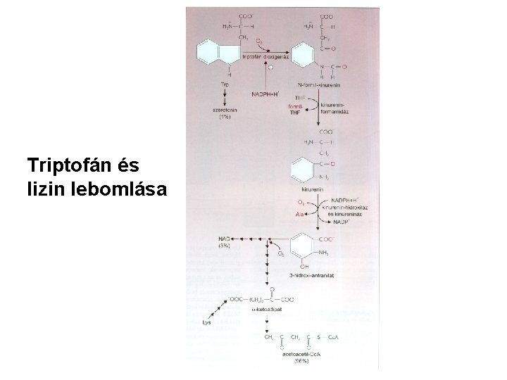 Triptofán és lizin lebomlása 