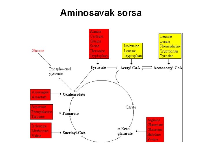 Aminosavak sorsa 