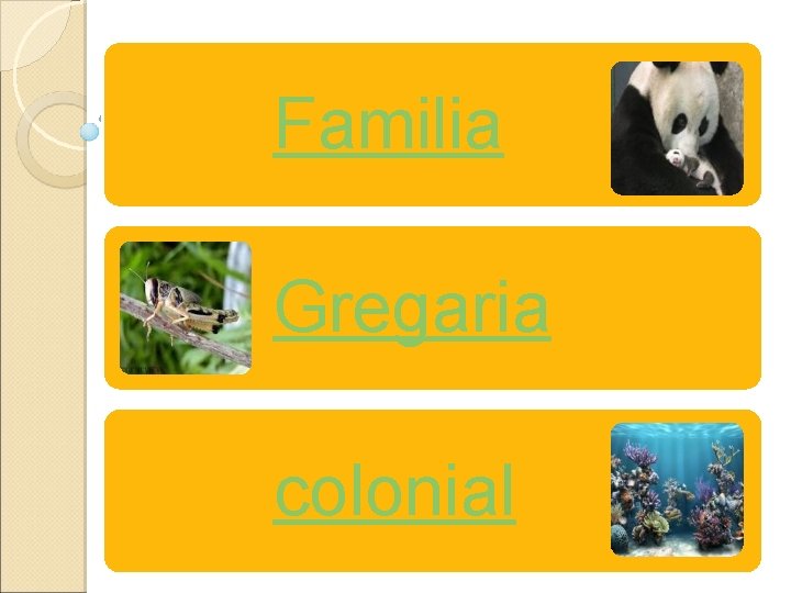 Familia Gregaria colonial 