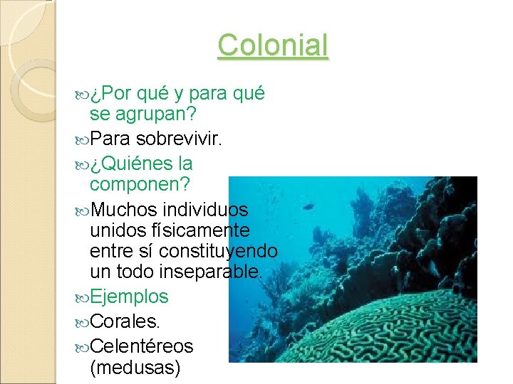 Colonial ¿Por qué y para qué se agrupan? Para sobrevivir. ¿Quiénes la componen? Muchos