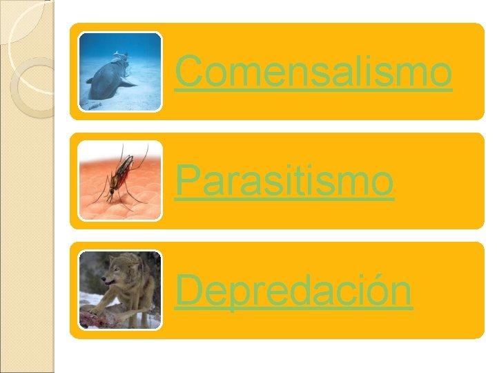 Comensalismo Parasitismo Depredación 