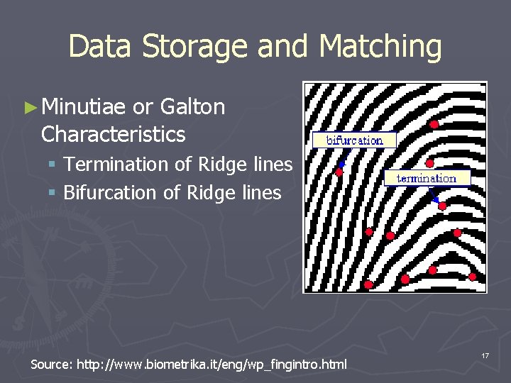 Data Storage and Matching ► Minutiae or Galton Characteristics § Termination of Ridge lines