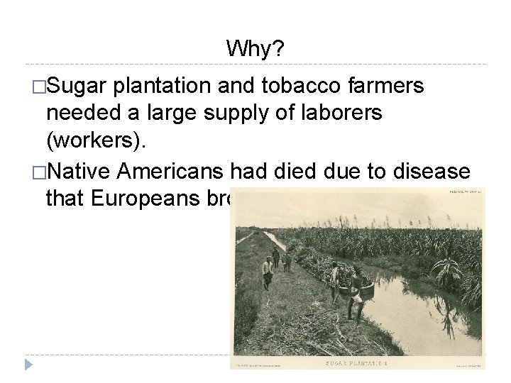 Why? �Sugar plantation and tobacco farmers needed a large supply of laborers (workers). �Native