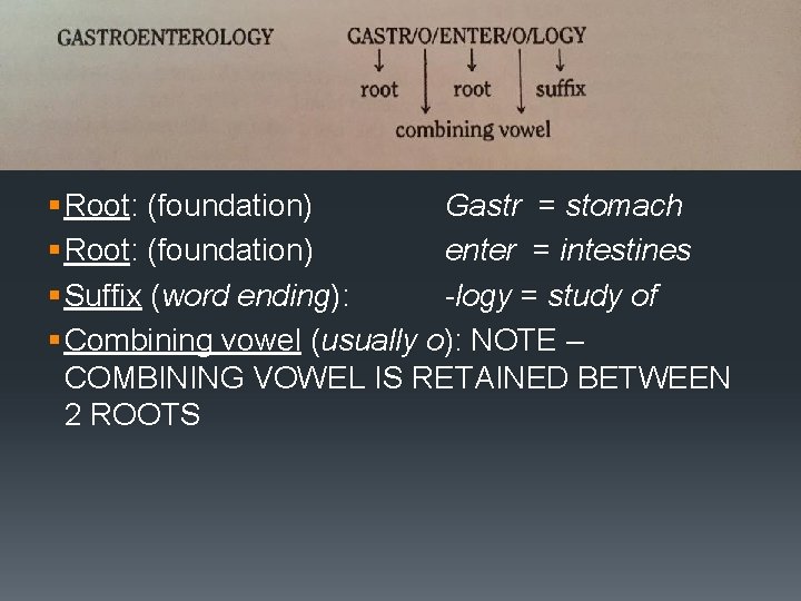 Dividing Words Into Component Parts § Root: (foundation) Gastr = stomach § Root: (foundation) Dividing Words Into Component Parts § Root: (foundation) Gastr = stomach § Root: (foundation)