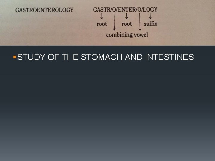 Dividing Words Into Component Parts § STUDY OF THE STOMACH AND INTESTINES 