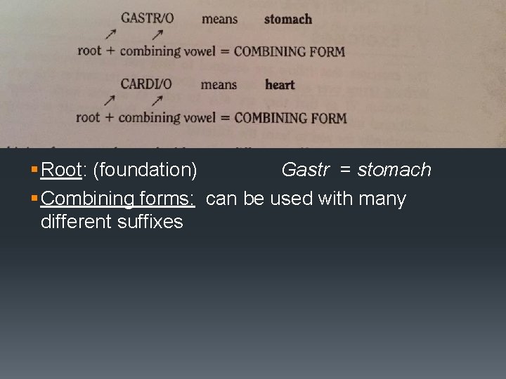 Dividing Words Into Component Parts § Root: (foundation) Gastr = stomach § Combining forms: Dividing Words Into Component Parts § Root: (foundation) Gastr = stomach § Combining forms: