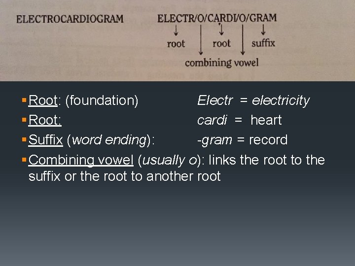 Dividing Words Into Component Parts § Root: (foundation) Electr = electricity § Root: cardi