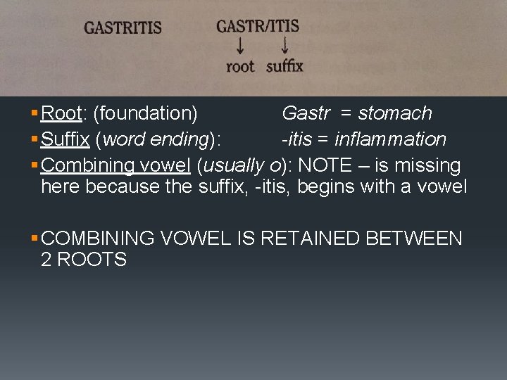 Dividing Words Into Component Parts § Root: (foundation) Gastr = stomach § Suffix (word