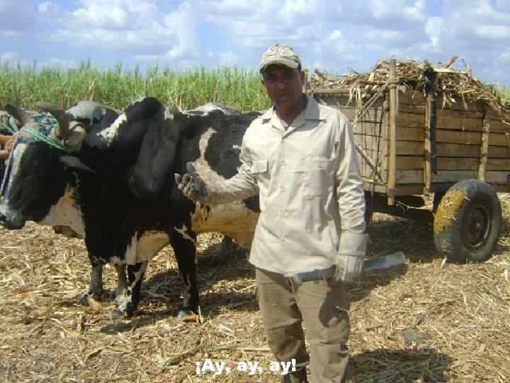 ¡Ay, ay! 