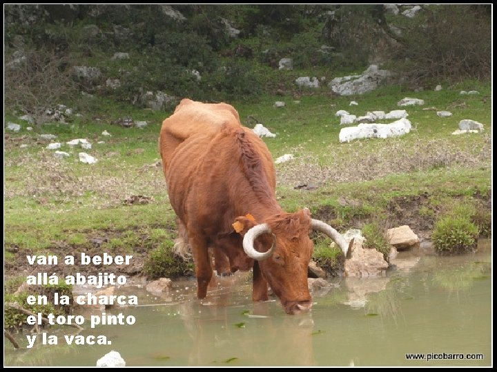 van a beber allá abajito en la charca el toro pinto y la vaca.