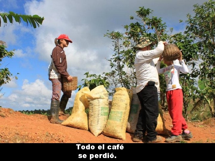 Todo el café se perdió. 