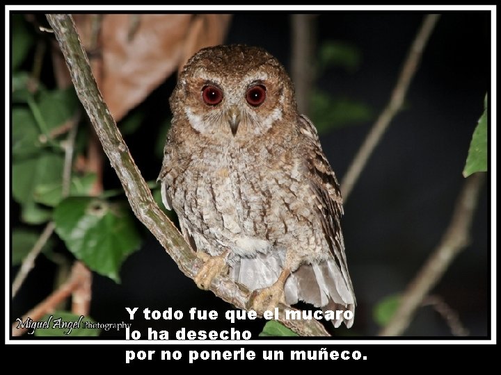 Y todo fue que el mucaro lo ha desecho por no ponerle un muñeco.
