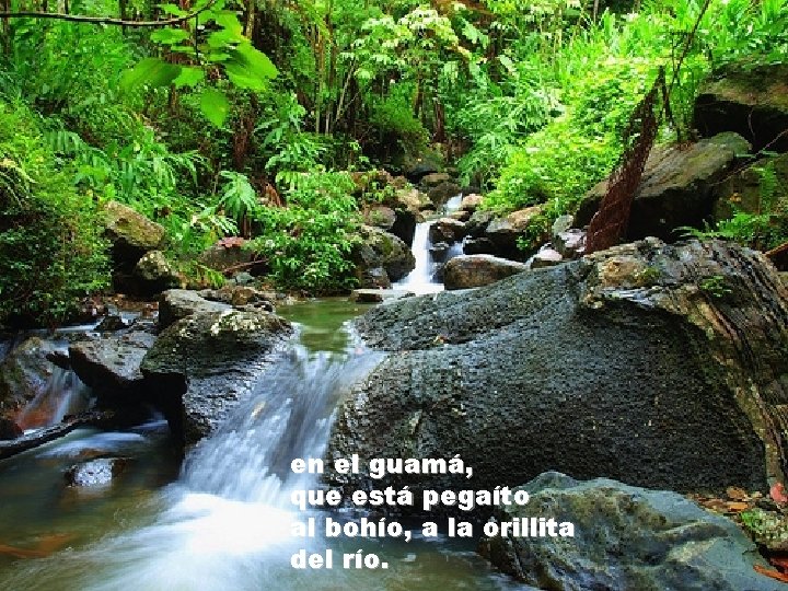 en el guamá, que está pegaíto al bohío, a la orillita del río. 