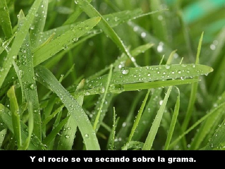 Y el rocío se va secando sobre la grama. 