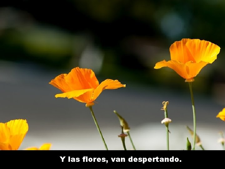 Y las flores, van despertando. 