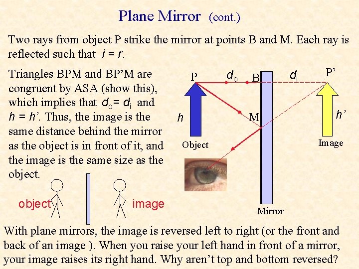 Plane Mirror (cont. ) Two rays from object P strike the mirror at points