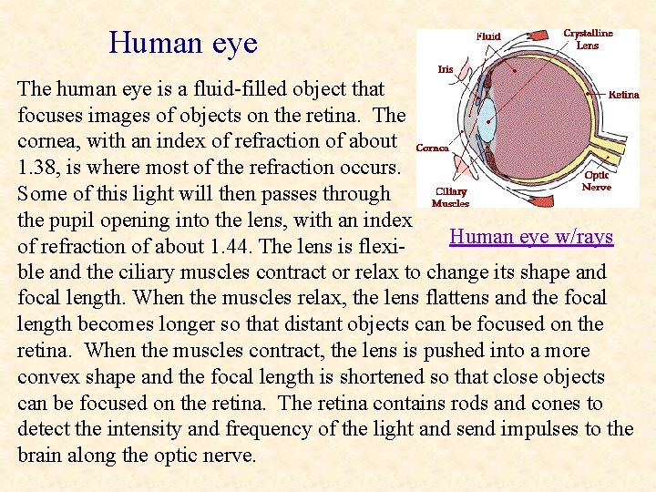 Human eye The human eye is a fluid-filled object that focuses images of objects