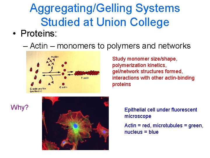 Aggregating/Gelling Systems Studied at Union College • Proteins: – Actin – monomers to polymers