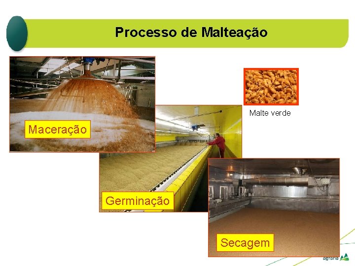 Processo de Malteação Malte verde Maceração Germinação Secagem Processo de Malteação Malte verde Maceração Germinação Secagem