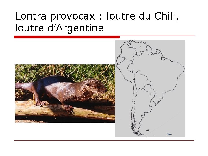 Lontra provocax : loutre du Chili, loutre d’Argentine 