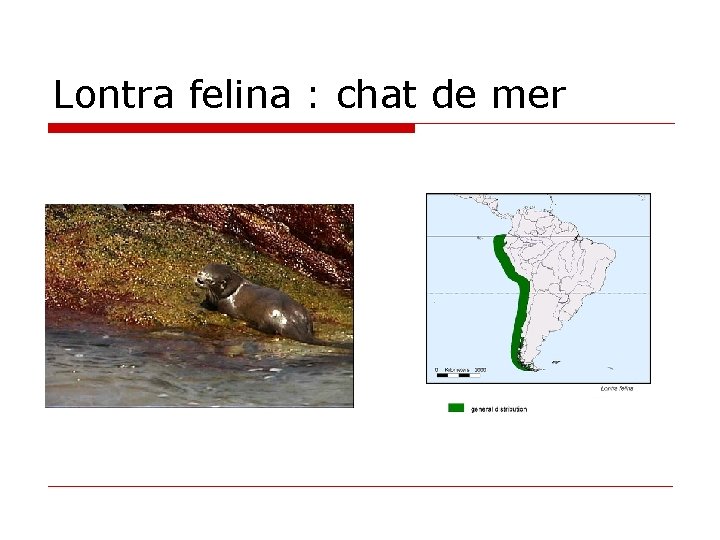 Lontra felina : chat de mer 