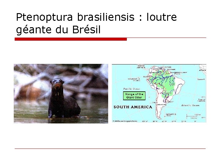 Ptenoptura brasiliensis : loutre géante du Brésil 