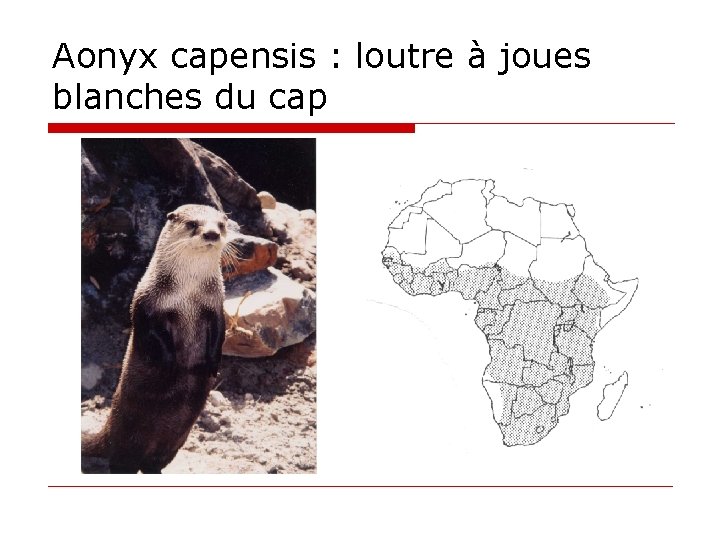 Aonyx capensis : loutre à joues blanches du cap 