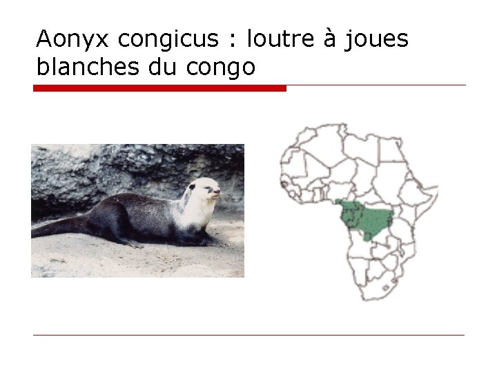 Aonyx congicus : loutre à joues blanches du congo 