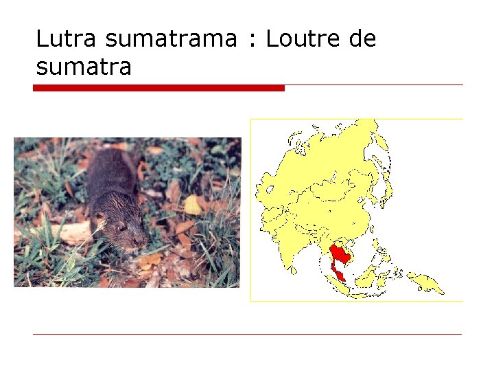 Lutra sumatrama : Loutre de sumatra 