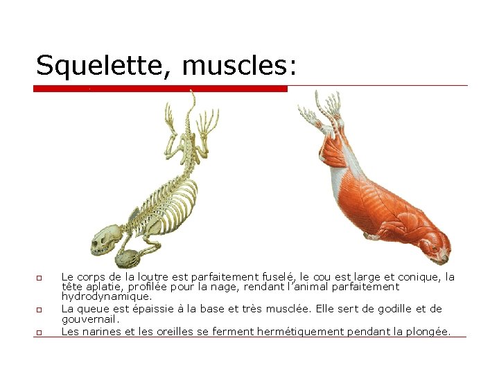 Squelette, muscles: o o o Le corps de la loutre est parfaitement fuselé, le