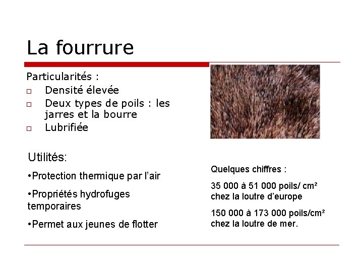 La fourrure Particularités : o Densité élevée o Deux types de poils : les