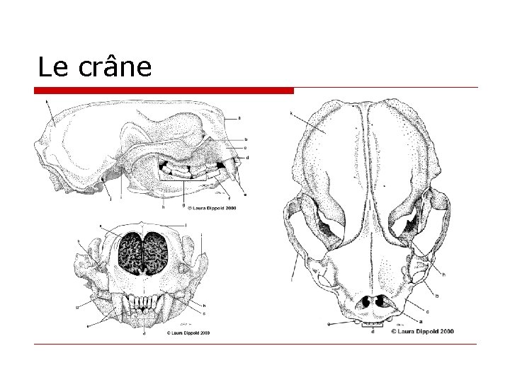 Le crâne Le crâne