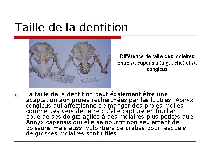 Taille de la dentition Différence de taille des molaires entre A. capensis (à gauche)