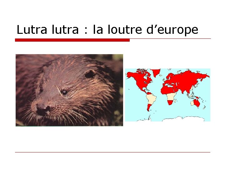 Lutra lutra : la loutre d’europe 