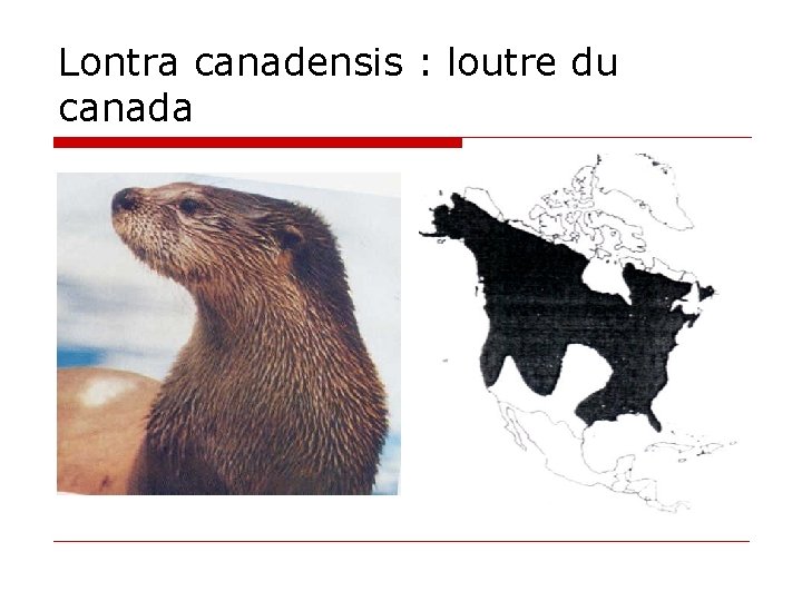 Lontra canadensis : loutre du canada 