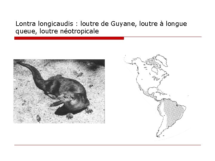 Lontra longicaudis : loutre de Guyane, loutre à longue queue, loutre néotropicale 