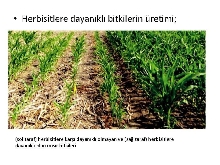  • Herbisitlere dayanıklı bitkilerin üretimi; • (sol taraf) herbisitlere karşı dayanıklı olmayan ve