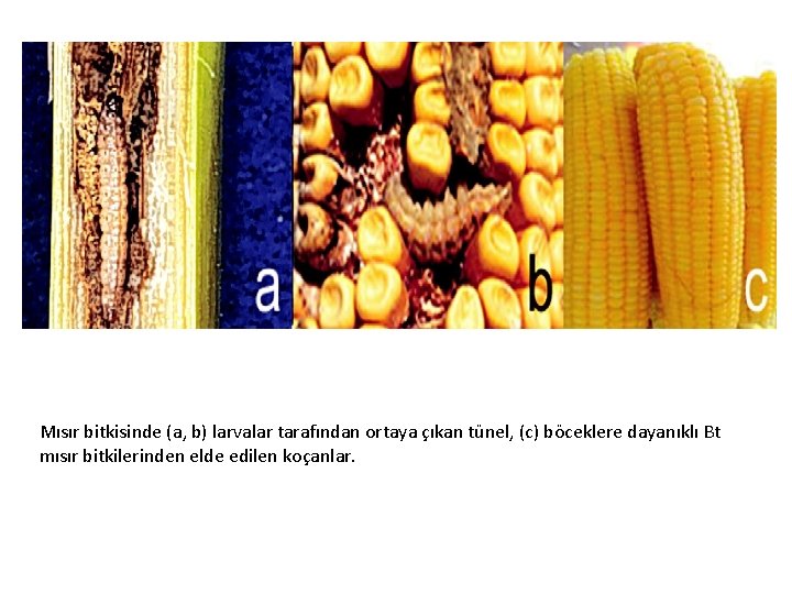 Mısır bitkisinde (a, b) larvalar tarafından ortaya çıkan tünel, (c) böceklere dayanıklı Bt mısır