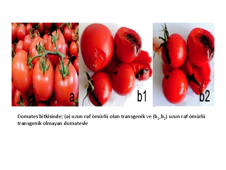 Domates bitkisinde; (a) uzun raf ömürlü olan transgenik ve (b 1, b 2) uzun