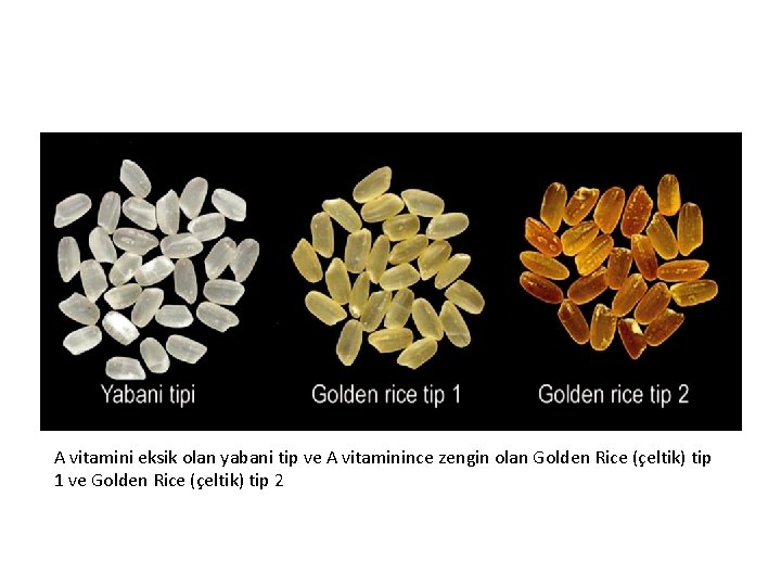 A vitamini eksik olan yabani tip ve A vitaminince zengin olan Golden Rice (çeltik)