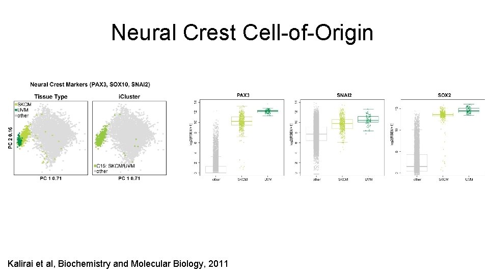 Neural Crest Cell-of-Origin Kalirai et al, Biochemistry and Molecular Biology, 2011 
