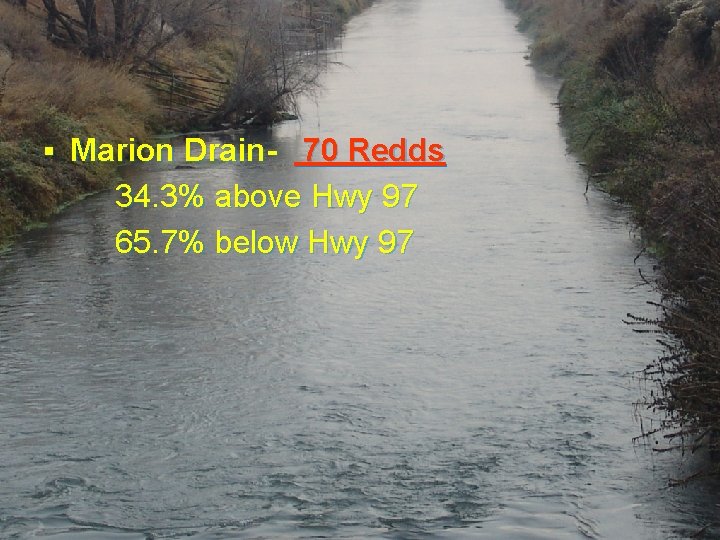 § Marion Drain- 70 Redds 34. 3% above Hwy 97 65. 7% below Hwy