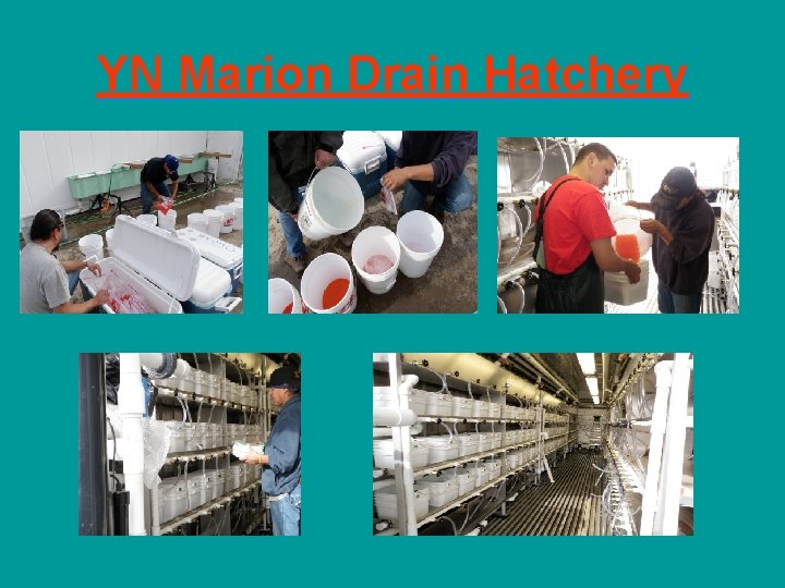 YN Marion Drain Hatchery 