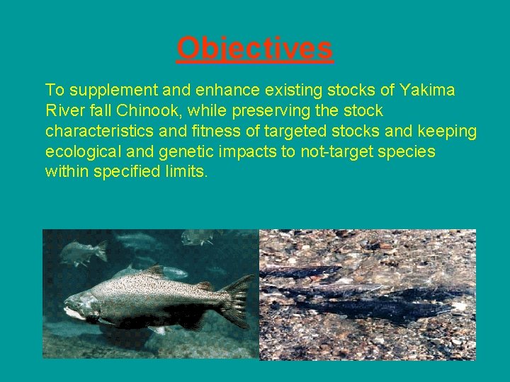 Objectives To supplement and enhance existing stocks of Yakima River fall Chinook, while preserving