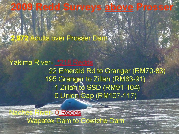 2007 Redd Surveys above 2009 Redd Surveys above Prosser 1, 132 over Prosser Dam
